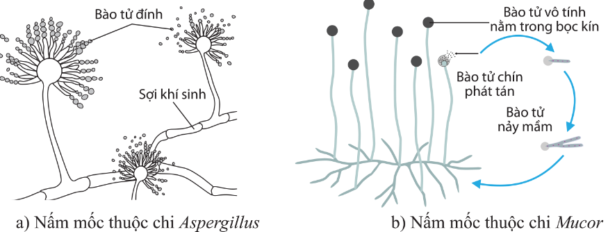 Sinh sản vô tính bằng bào tử đính của một số nhóm nấm mốc
