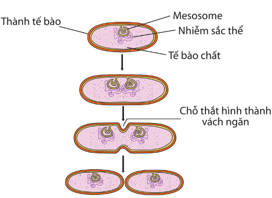 Sơ đồ quá trình phân đôi của vi khuẩn