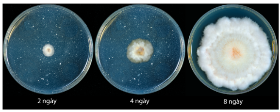 Sự thay đổi của khuẩn lạc nấm Fusarium oxysporum trên đĩa petri môi trường thạc PDA