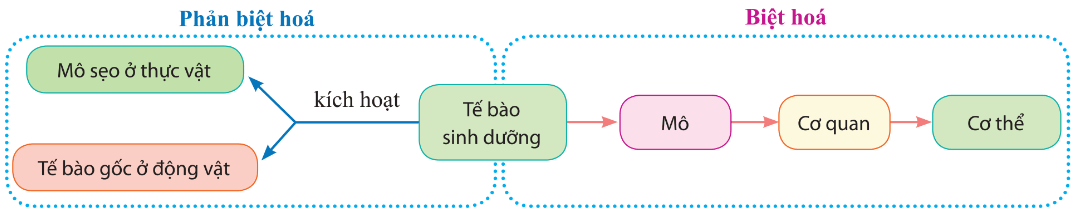 Biệt hóa và phản biệt hóa trong công nghệ tế bào