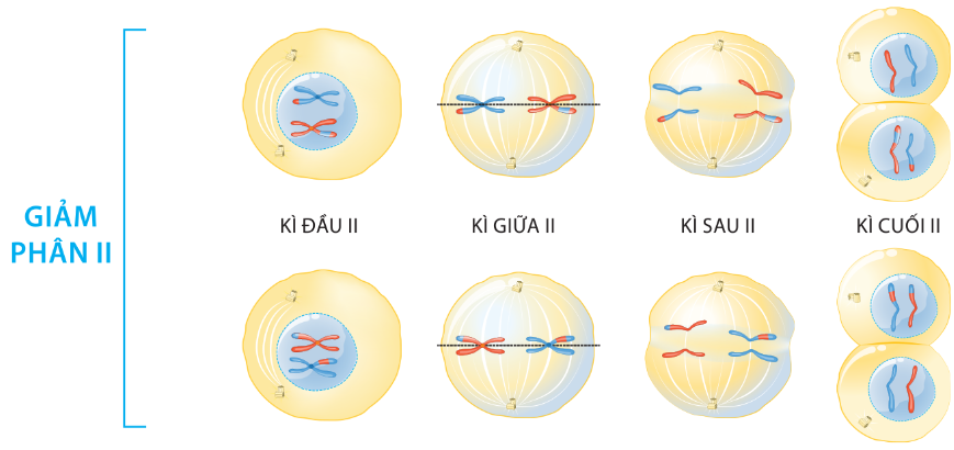 Các giai đoạn của giảm phân II