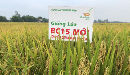 Chuyển gene kháng sâu bệnh trên cây lúa