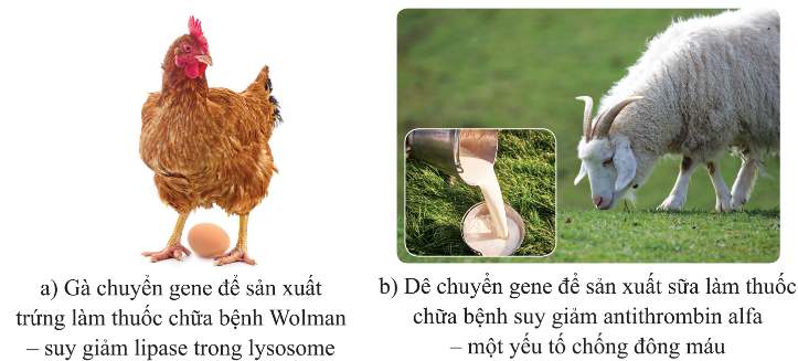 Một số động vật chuyển gene cho sản phẩm sản xuất thuốc chữa bệnh cho người