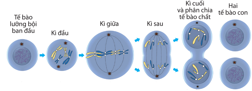 Sơ đồ các giai đoạn sinh sản của tế bào theo cơ thể nguyên phân