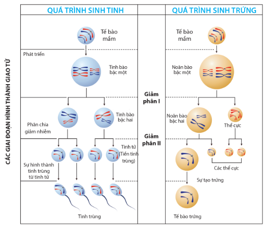 Sơ đồ quá trình phát sinh giao tử ở động vật