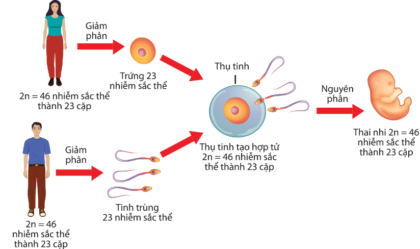 Sự thụ tinh ở người