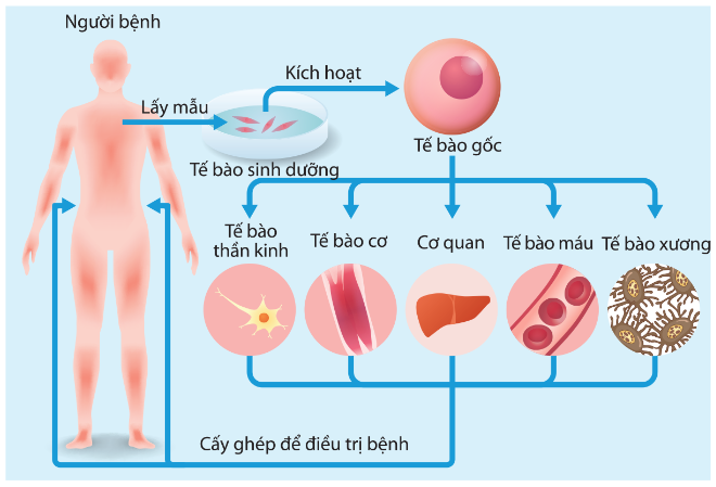 Tiềm năng của tế bào gốc trong điều trị bệnh