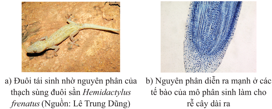 Ví dụ về ý nghĩa của nguyên phân ở động vật (a) và thực vật (b)