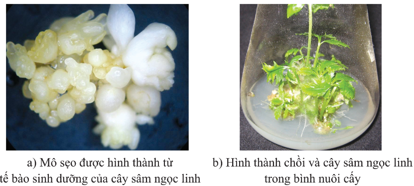 Vi nhân giống cây sâm ngọc linh