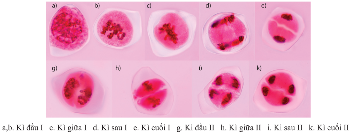 Các giai đoạn trong quá trình giảm phân ở hoa hẹ