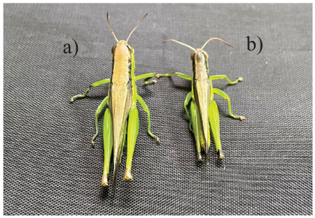 Châu chấu cái (a); châu chấu đực (b)