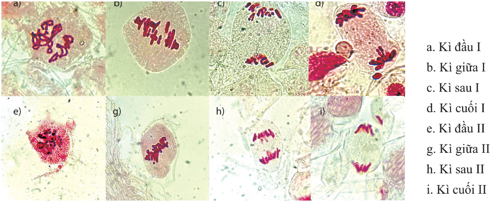 Giảm phân ở tinh hoàn châu chấu đực