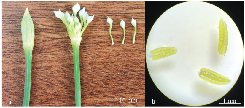 Hoa hẹ và túi phấn